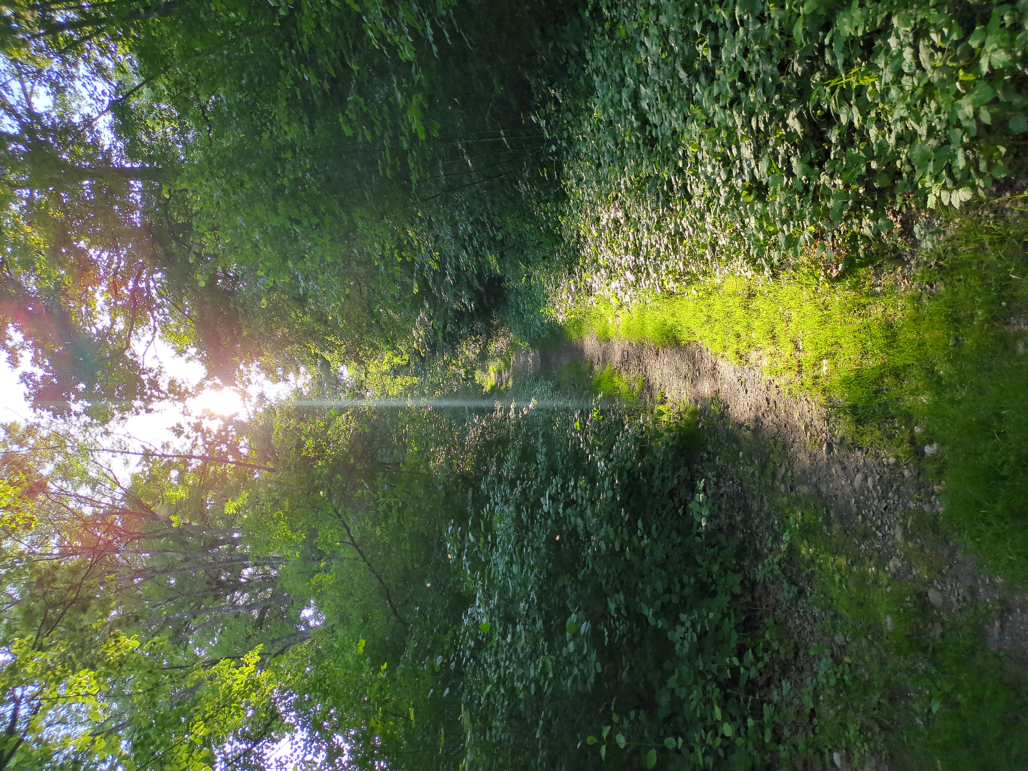 Rundes Bild, ein gut begehbarer Trampelpfad durch den Wald der nahegelegenen Au. Links befinden sich mehr Bäume und Sträucher als rechts. Die Nachmittagssonne scheint direkt von schräg oben blendet aber nicht. Dennoch entstanden Lichteffekte dort wo die Sonne zwischen den Blättern hindurch schien. Fotograf CRW, Jahr 2025, Ort Wels, Oberösterreich, Österreich.